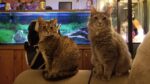 2022 01 25 23.44.36 150x84 I have recovered from Covid 19