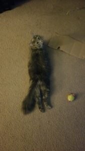 2022 06 03 20.41.47 169x300 Cats, cats, more cats, cats helping with the lawn, cats on the floor, and InfinityCon 2024