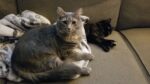 2022 09 15 18.52.21 150x84 All Cats, All The Time