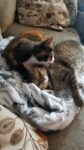 2022 09 18 14.44.37 84x150 All Cats, All The Time