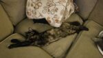 2022 09 18 22.24.33 150x84 All Cats, All The Time