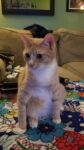 2022 09 19 21.36.45 84x150 All Cats, All The Time