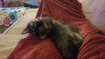 2022 09 19 22.56.10 150x84 All Cats, All The Time