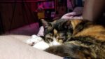 2022 09 23 10.53.53 150x84 All Cats, All The Time