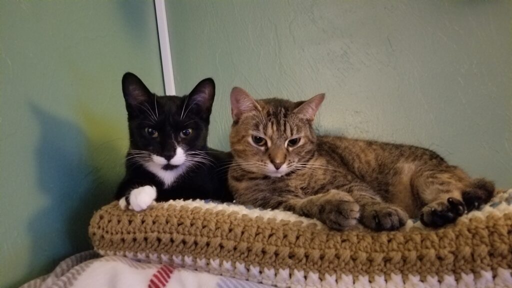 2022 12 31 19.11.49 1024x576 Cats, NYE Spreads, Cat, Cat Nip, Travel Bags, Books, Cats Cats Cats, and More CAAAATS