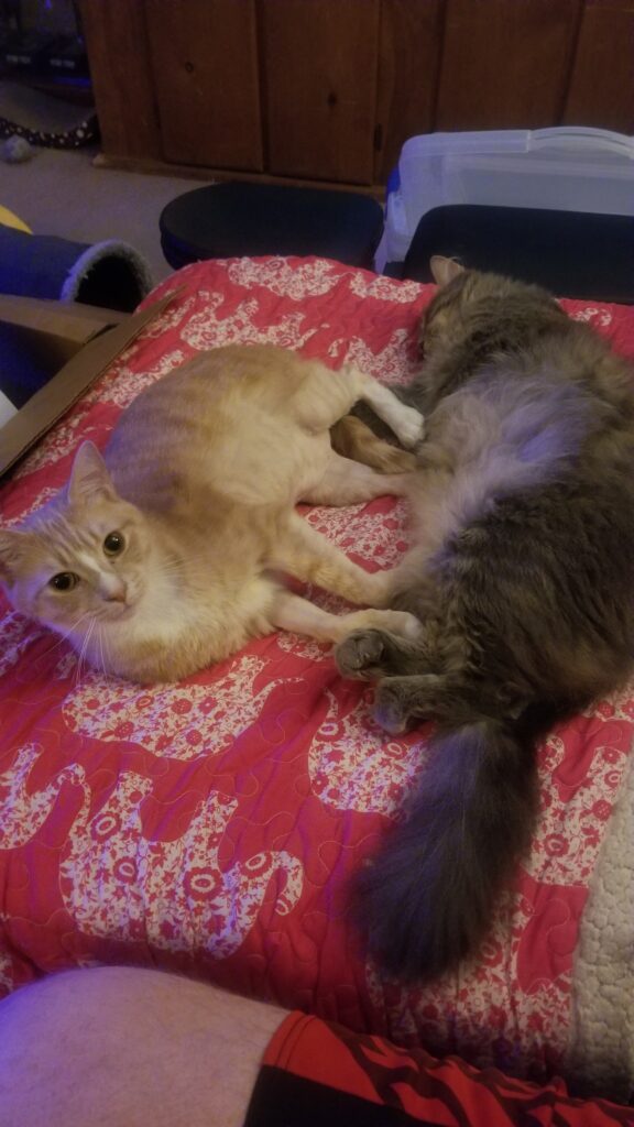 2022 12 31 20.14.41 576x1024 Cats, NYE Spreads, Cat, Cat Nip, Travel Bags, Books, Cats Cats Cats, and More CAAAATS